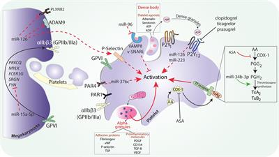 MicroRNA as Potential Biomarkers of Platelet Function on Antiplatelet Therapy: A Review